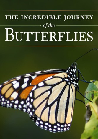 The Incredible Journey of the Butterflies