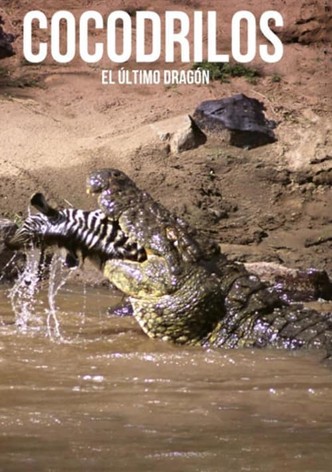 Crocodiles, the last dragon