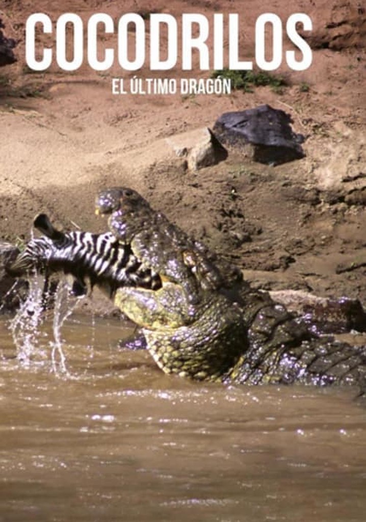 Crocodiles, the last dragon