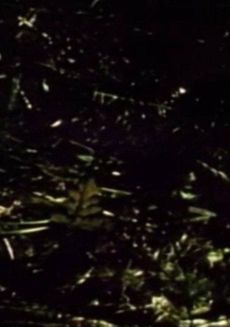 Short Films 1975: #9 (Forest Love Scene)