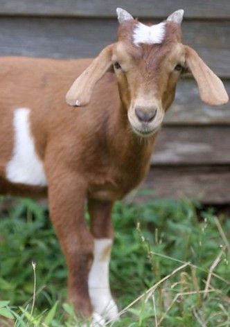 If it Won’t Hold Water, it Surely Won’t Hold a Goat