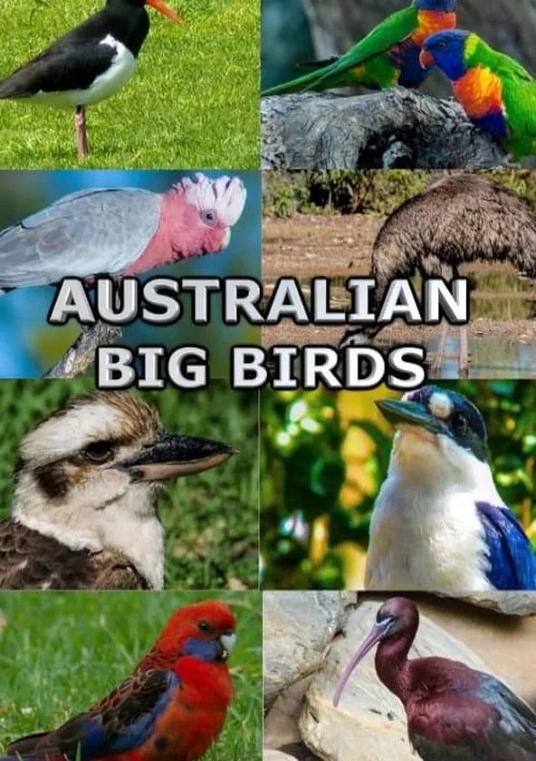 Australian Big Birds streaming: where to watch online?