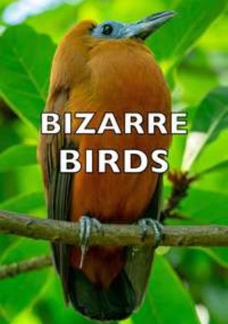 Bizarre Birds