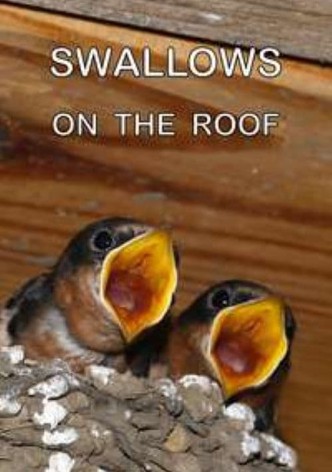 Swallows on the Roof