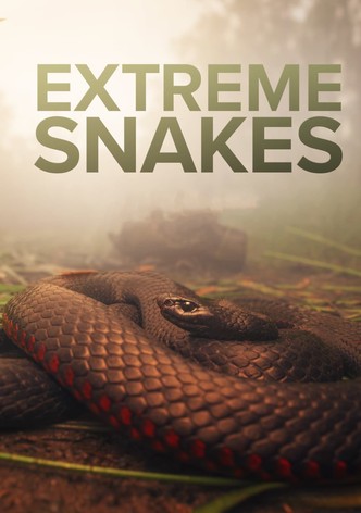 Extreme Snakes