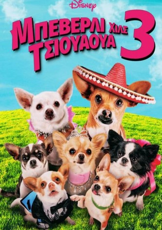 Μπέβερλι Χιλς Τσιουάουα 3