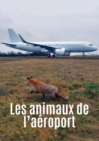 Les animaux de l'aéroport