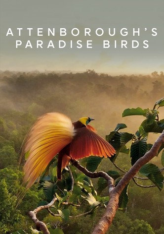 Attenborough's Paradise Birds