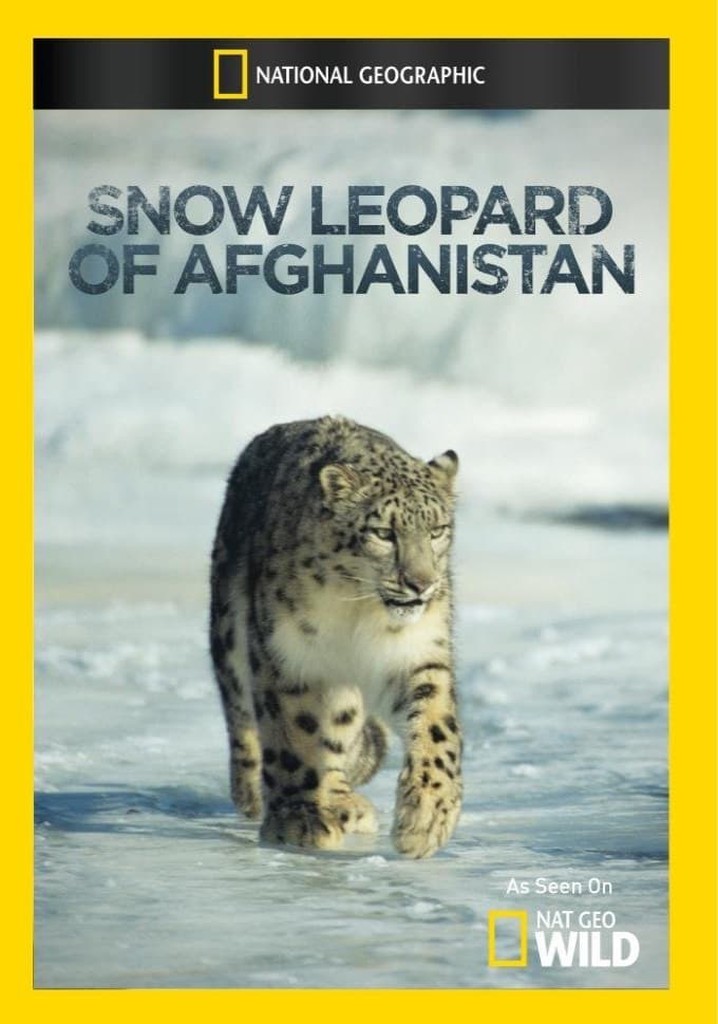 Snow Leopard of Afghanistan