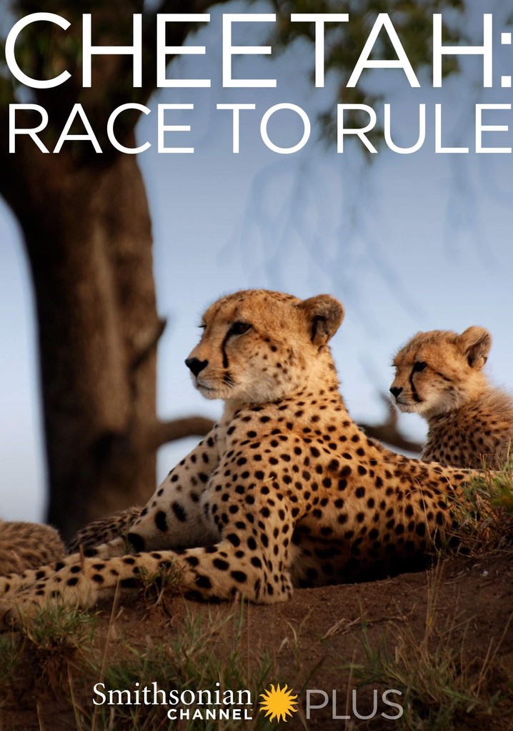 Cheetah: Race to Rule