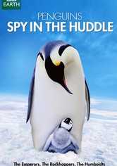 Penguins: Spy in the Huddle