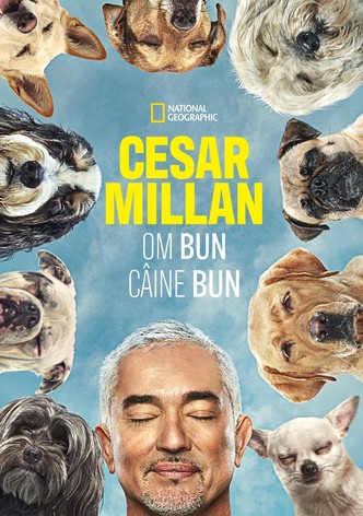 Cesar Millan: Om bun, câine bun