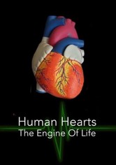 Human Hearts: The Engine of Life