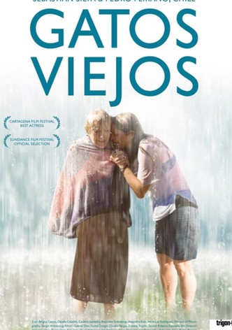 Gatos viejos