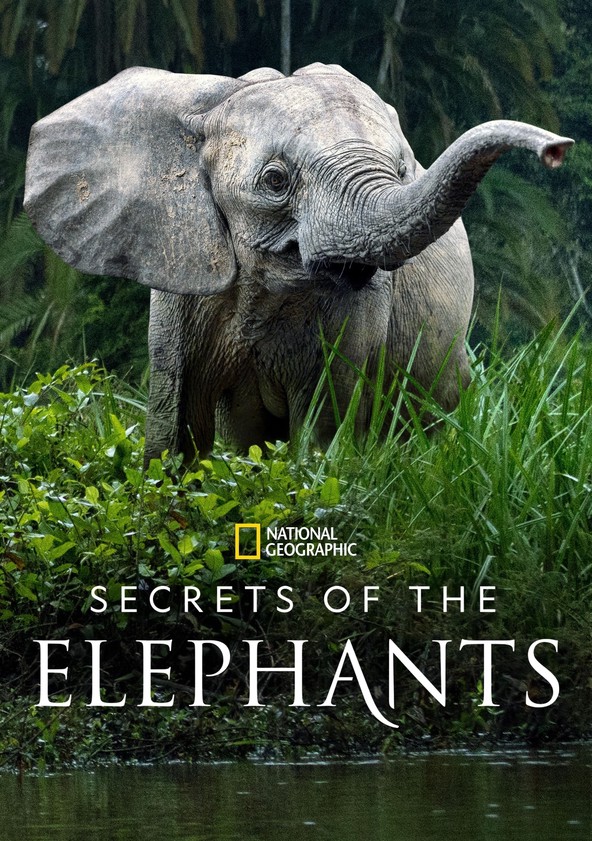 Watch Secrets of the Elephants TV Show - Streaming Online