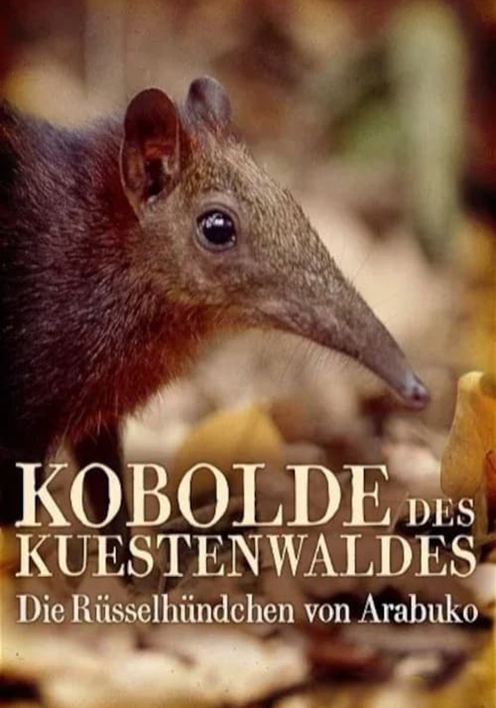 Rainforest Pixies: The Mysterious Rhynchocyon Shrew of Arabuko