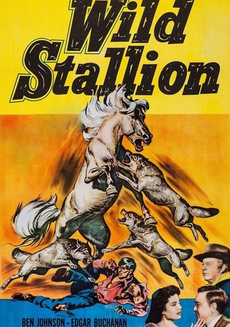 Wild Stallion