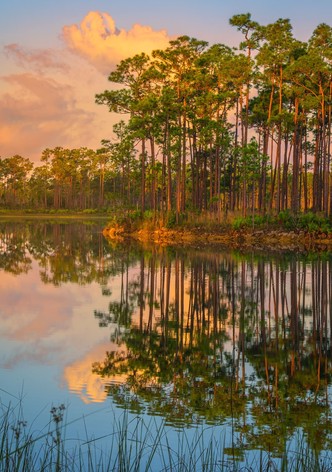 Skunk Ape Unit Escape from Nack Ba