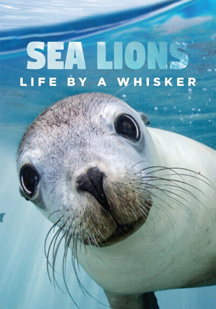 Sea Lions: Life By a Whisker - stream online