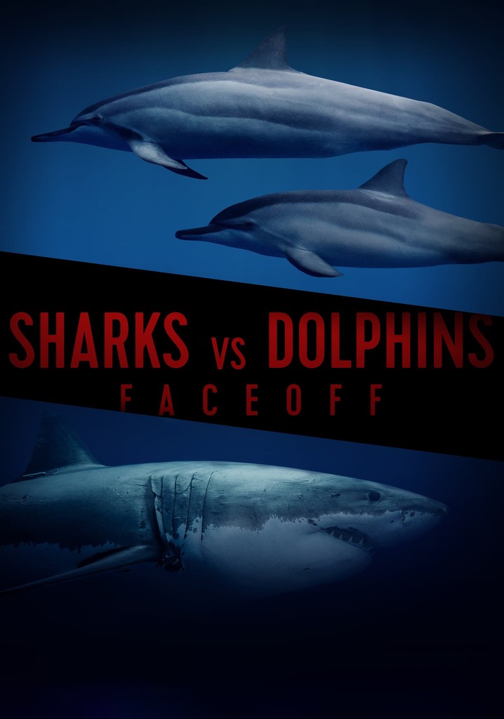 Sharks vs. Dolphins: Face Off