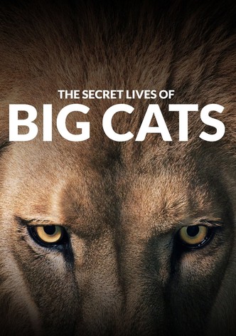 The Secret Lives Of Big Cats