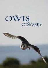 Owl's Odyssey
