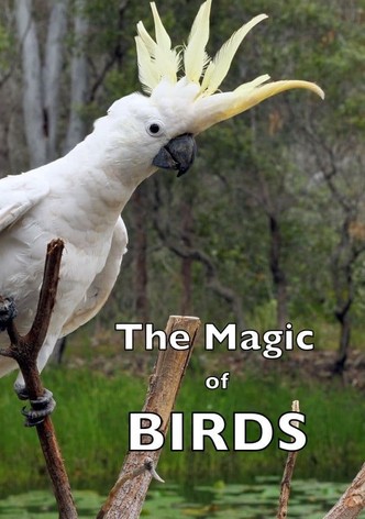 The Magic of BIRDS