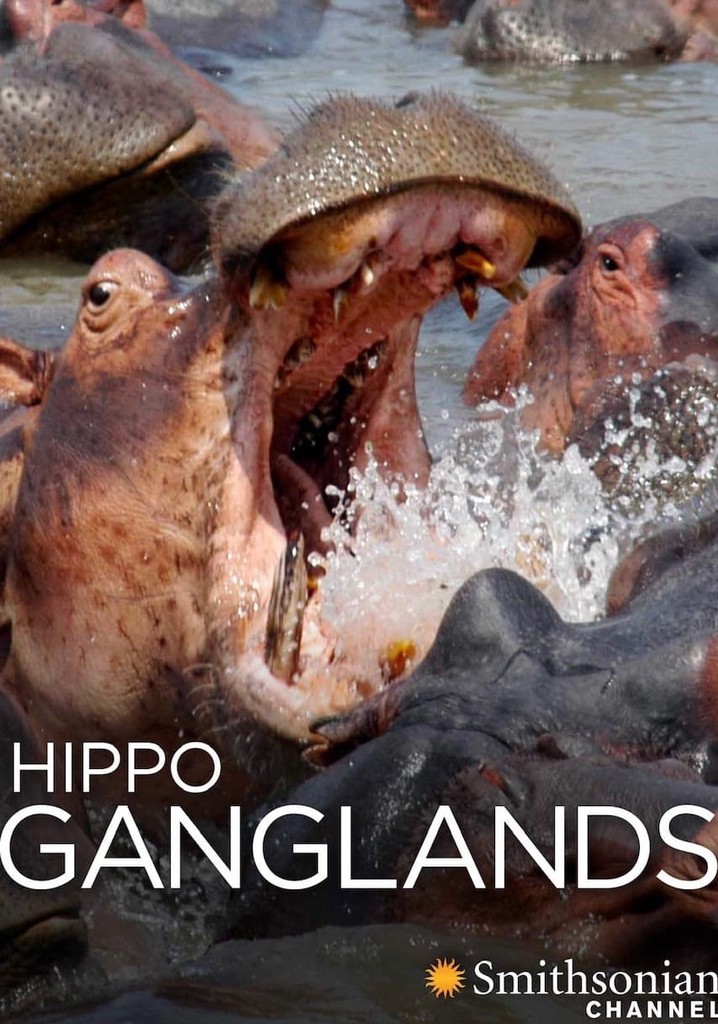Hippo Ganglands