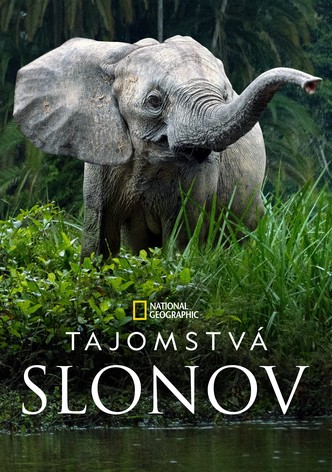 Tajomstvá slonov