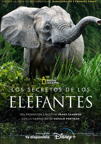 Los secretos de los elefantes