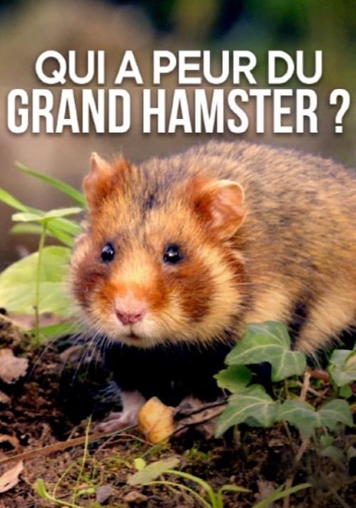 Qui a peur du grand hamster ?