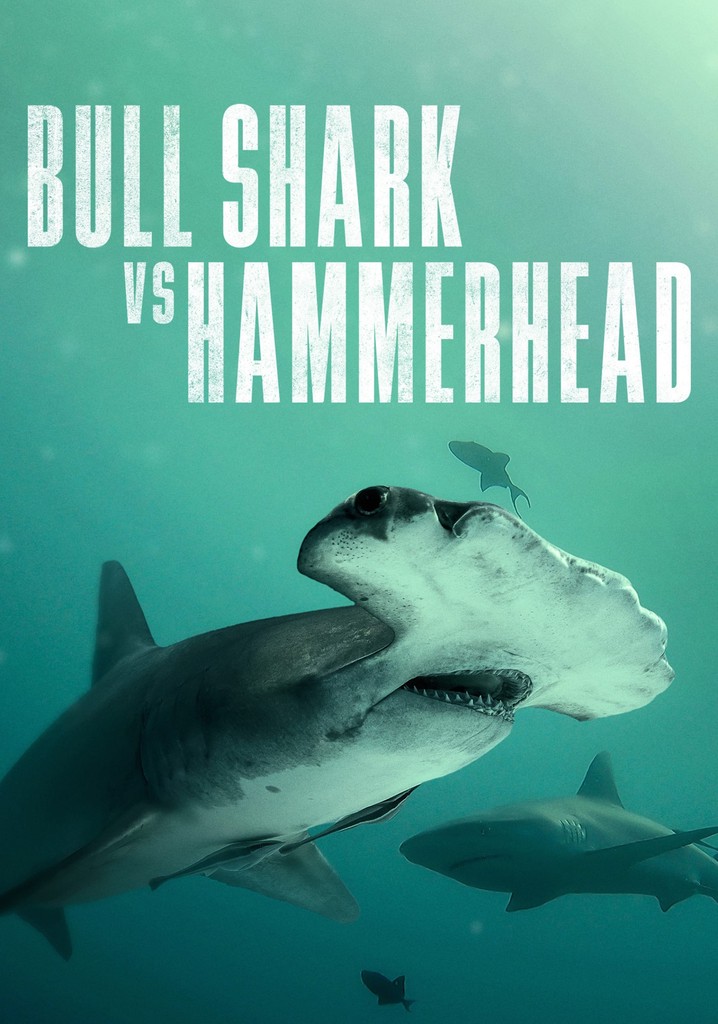 Bull Shark vs. Hammerhead - Jetzt online Stream anschauen