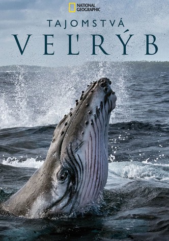 Tajomstvá veľrýb
