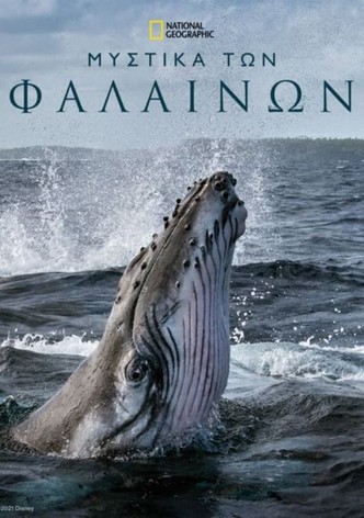 Μυστικά των Φαλαινών