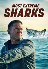 Shark with Steve Backshall