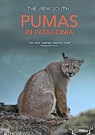 Pumas in Patagonia