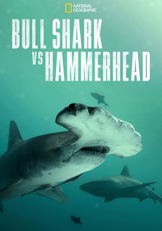 Bull Shark vs. Hammerhead