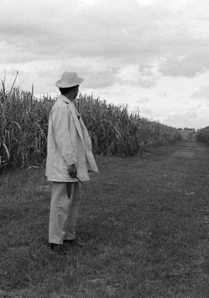 A Gavillero in the Sierra