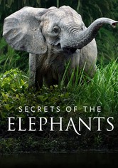 Secrets of the Elephants