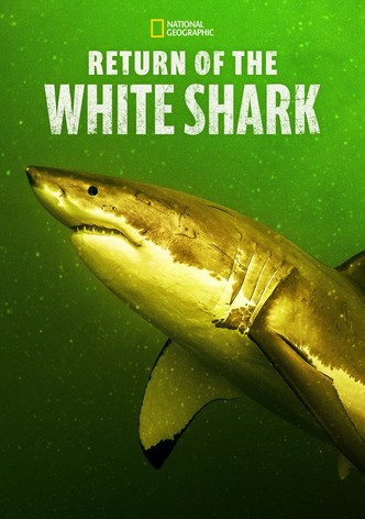 Return of the White Shark