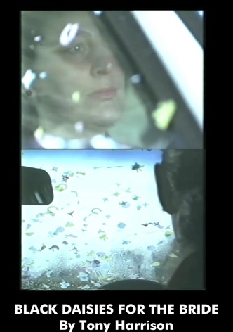 Black Daisies for the Bride