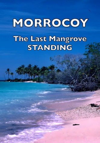 Morrocoy: The Last Mangrove Standing