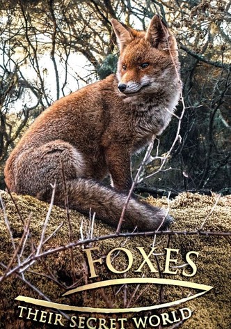 Le Monde Secret Des Renards