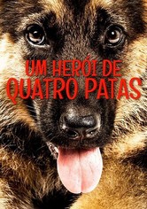Um Herói de Quatro Patas