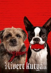 Kivert kutyák