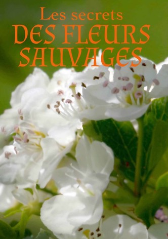 Les Secrets des fleurs sauvages