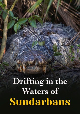 Drifting in the Waters of Sundarbans