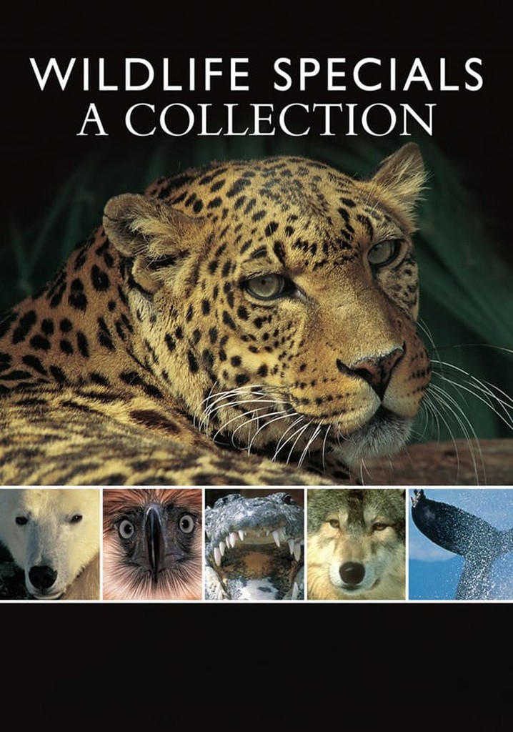 bbc-wildlife-specials.jpg