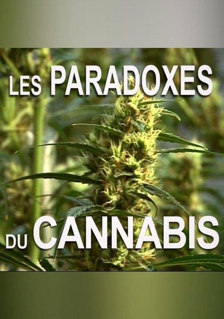 Les paradoxes du cannabis