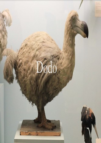 Dodo